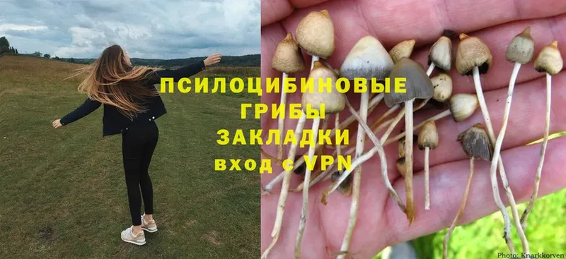 продажа наркотиков  Алексеевка  Псилоцибиновые грибы MAGIC MUSHROOMS 