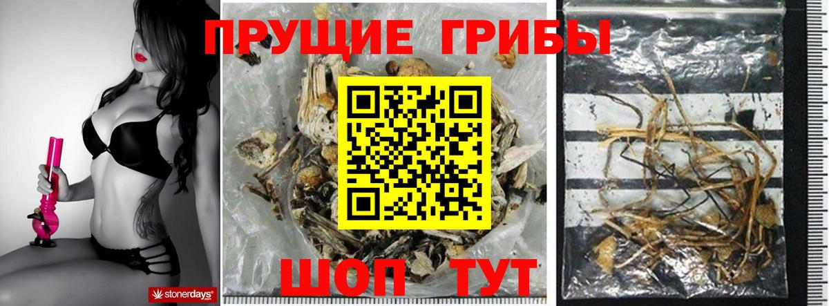 Алексеевка  Псилоцибиновые грибы Psilocybine cubensis  Вход с VPN 